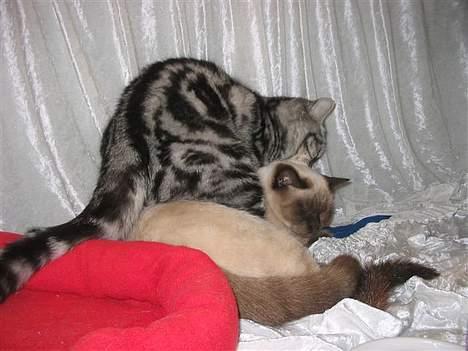 British Shorthair Loch-loyal Gucci - øver sig på fætter Prins Charming billede 7