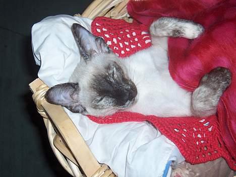 Siameser Kulle  billede 19