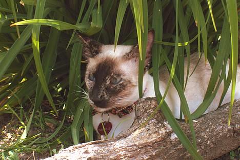 Siameser Kulle  billede 20