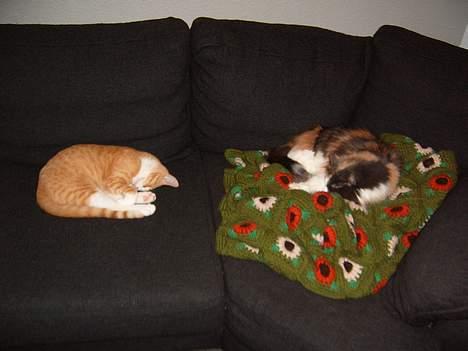 Huskat fimpe billede 8