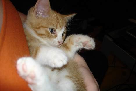 Huskat fimpe billede 9