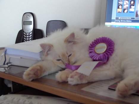 Hellig Birma Balou Død d.22 August 06 - jeg har fået medalje for at være den mest zzzzzzzzzz kat billede 18