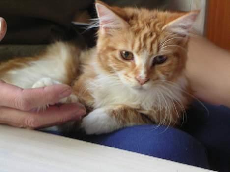 Maine Coon Candy (død dec08) - lige ankommet til sit nye hjem billede 1