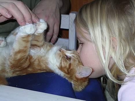 Maine Coon Candy (død dec08) - det er skønt at blive kysset af prinsesser, når man selv er eén billede 2