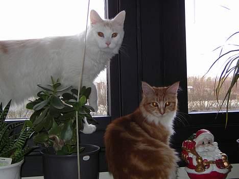 Maine Coon Candy (død dec08) - julen 2005, kigger ud af vinduet med felix billede 3