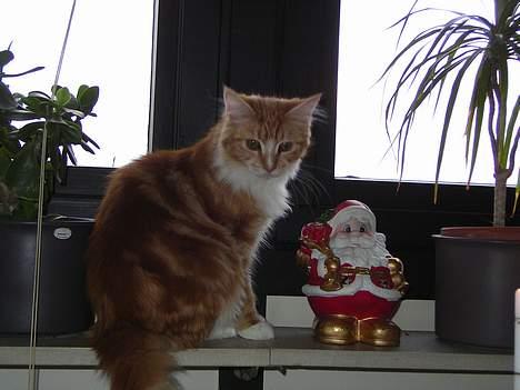 Maine Coon Candy (død dec08) - ser jeg ikke skøn ud? julemandens røde mis billede 4