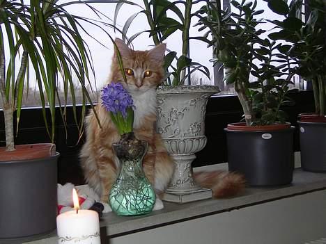 Maine Coon Candy (død dec08) - du kan ikke finde mig billede 5