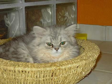 Perser Casanova - Som lille ude i kurven billede 11