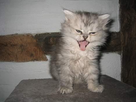 Perser Casanova - Kedeligt at være hos fotografen billede 12