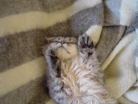 Perser Casanova - Hænderne op..! Ok jeg overgiver mig billede 13