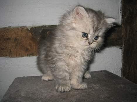 Perser Casanova - Hej, mit navn er Casanova billede 14