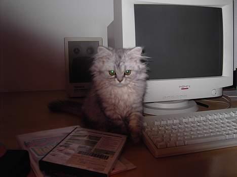 Perser Casanova - Computer-freak billede 15