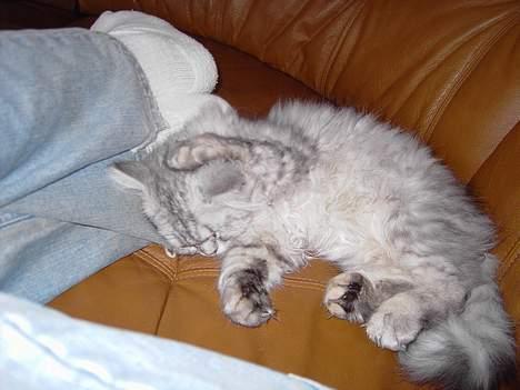 Perser Casanova - Sure sokker billede 16