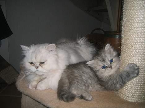 Perser Casanova - Mor og Søn billede 17