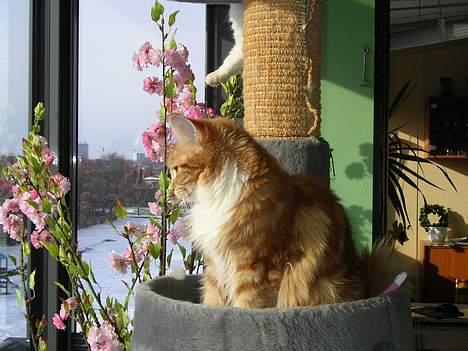 Maine Coon Candy (død dec08) - nyder lige solen en kold vinterdag billede 6