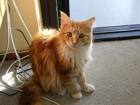 Maine Coon Candy (død dec08) - hvem mig ? jeg gør da ikke noget galt. billede 7