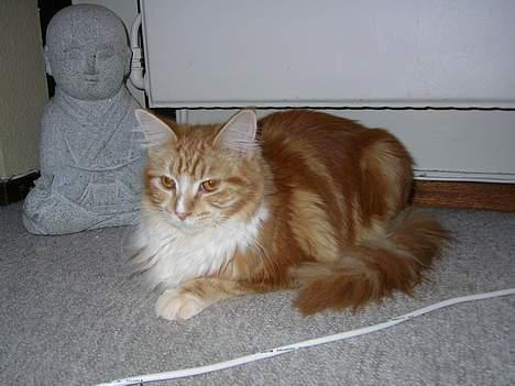 Maine Coon Candy (død dec08) - man bliver træt af at lege billede 8