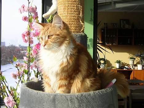 Maine Coon Candy (død dec08) - åh.solen skinner såååå dejligt billede 9