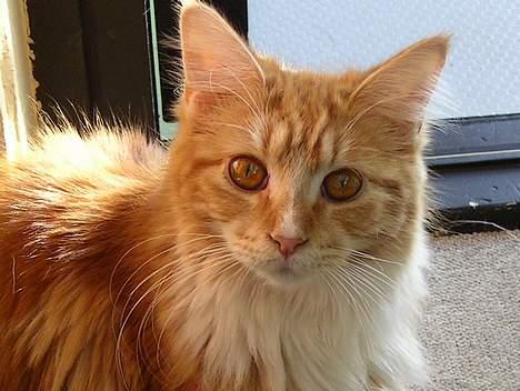 Maine Coon Candy (død dec08) - mit nyeste portræt af sukkersøde candy billede 10