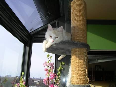 Norsk Skovkat Felix (bortløbet okt.08) - tager du nu billeder, jeg ligger jo her og kigger på fugle billede 8