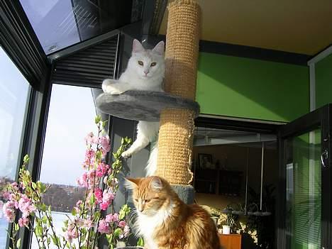 Norsk Skovkat Felix (bortløbet okt.08) - felix og candy slikker sol på altanen billede 9