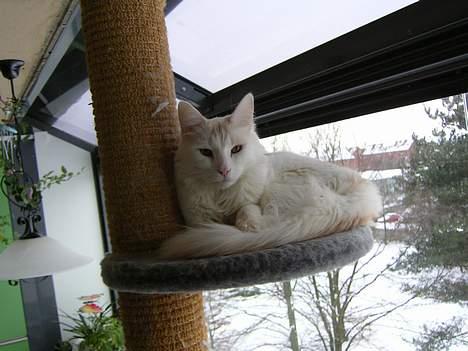 Norsk Skovkat Felix (bortløbet okt.08) - her er jeg på 3 sal billede 10