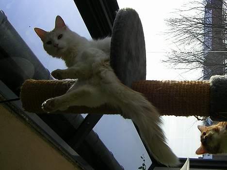 Norsk Skovkat Felix (bortløbet okt.08) - man er vel en abekat. ha ha billede 11