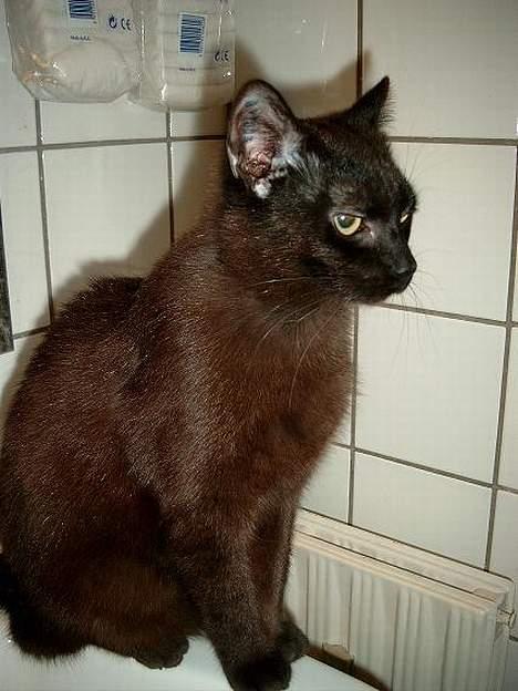 Huskat Thorkild  - Thorkild - 10 mdr. billede 15