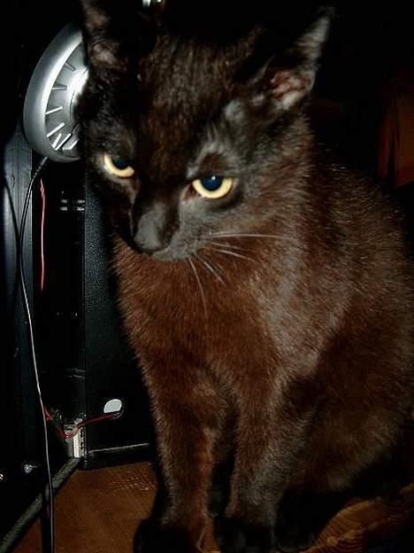 Huskat Thorkild  - Mor kan da ikke arbejde når jeg ikke er her, nå billede 16