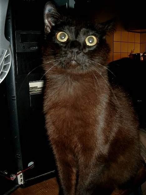 Huskat Thorkild  - Mor! Hold op med at tage billeder og kom igang med at tjene til min føde billede 17