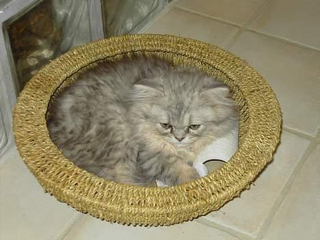 Perser Casanova - Jo, den passer fint billede 18