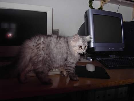 Perser Casanova - Hvor er den mus?? Den burde være lige i nærheden billede 19