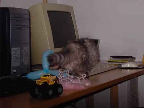 Perser Casanova - Jeg skal nok fange dig billede 20