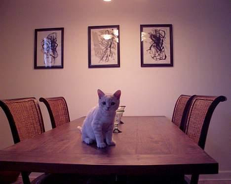 British Shorthair urban - uban ca 19 uger billede 5