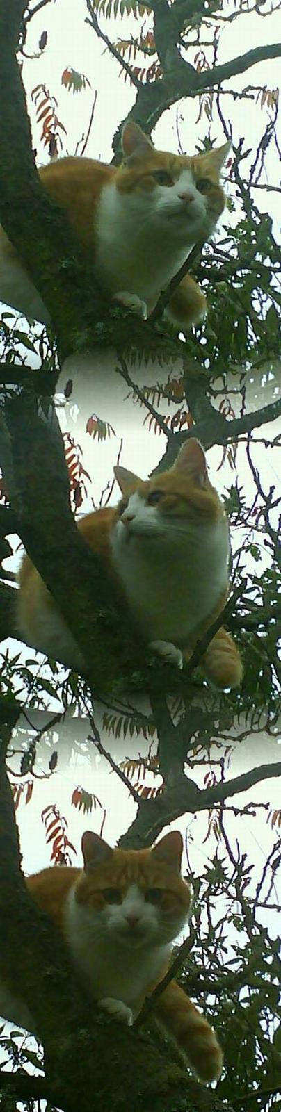 Blanding af racer Filur - MIAAV billede 1