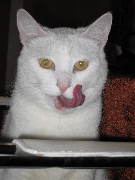 Blanding af racer Plet billede 18