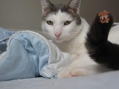 Blanding af racer Chilli billede 15