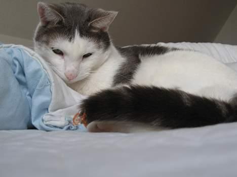 Blanding af racer Chilli billede 16