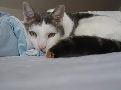 Blanding af racer Chilli billede 17