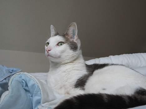 Blanding af racer Chilli billede 18