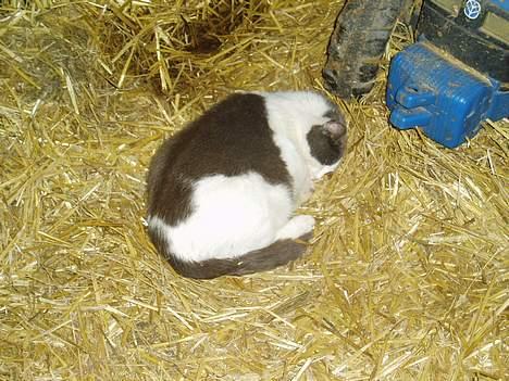 Blanding af racer Gråmis - Gråmis ( Højgravid) billede 8