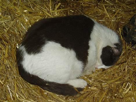 Blanding af racer Gråmis - igen billede 9