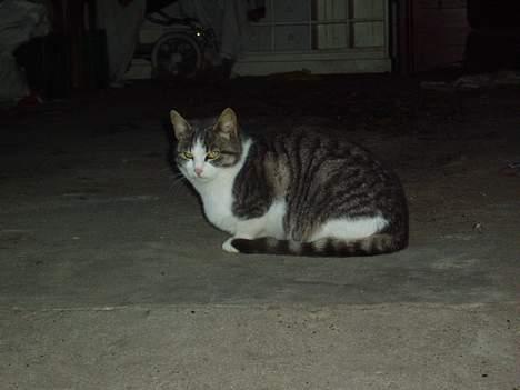 Blanding af racer Mille billede 10