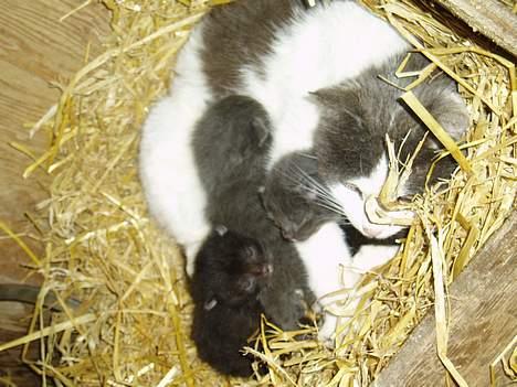 Blanding af racer Gråmis - Gråmis med sine 4 killinger billede 10