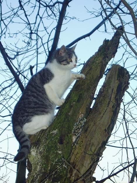 Blanding af racer Mille billede 11