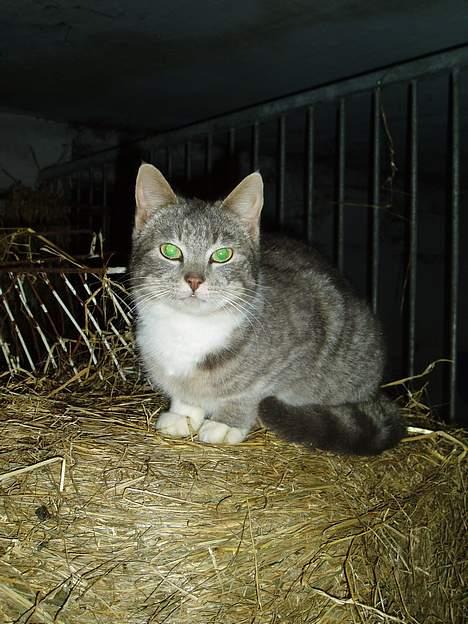 Blanding af racer Mitsi billede 15