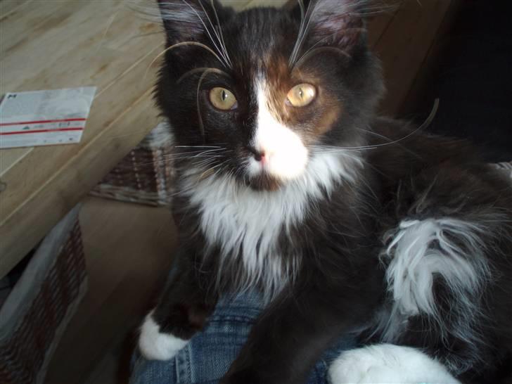 Maine Coon Teasy billede 1