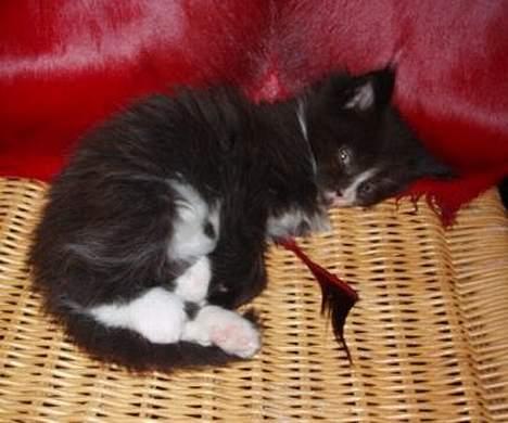 Maine Coon Teasy - Ligger lige og putter... billede 2