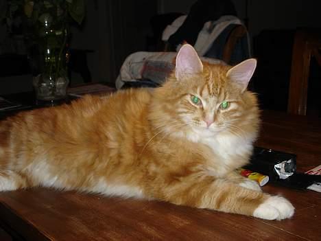 Blanding af racer "Tiger" billede 8