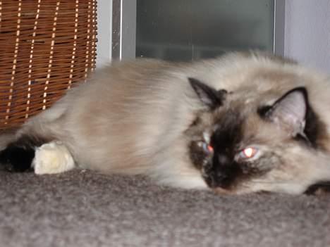 Ragdoll Lillesøster billede 6